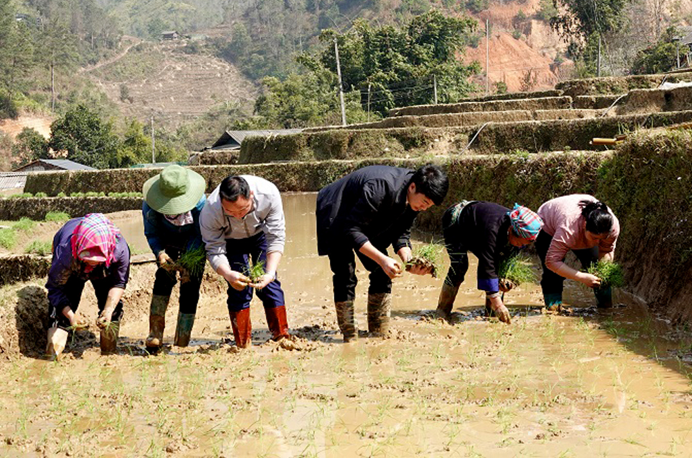 Đến nay huyện Mù Cang Chải đã gieo cấy đạt trên 60% diện tích lúa xuân.